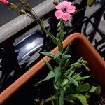 Vaccaria hispanica 形態