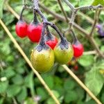 Solanum dulcamaraPlod