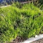 Bulbine bulbosa Yeri