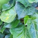 Hedera colchicaপাতা