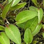 Campanula glomerata ഇല