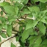 Solanum villosum Bark