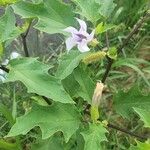 Datura stramoniumFoglia