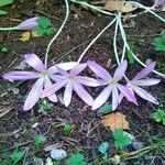 Colchicum filifoliumЦветок