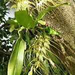 Brassia caudata पत्ता