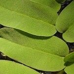Salvia oblongifolia Leaf