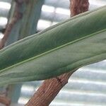 Anthurium bakeri Leaf
