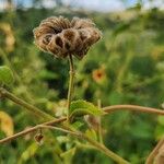 Abutilon hirtum Fruct