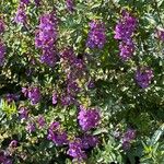 Angelonia biflora Flor