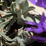 Centaurea graminifolia Blatt