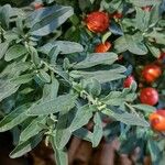 Solanum pseudocapsicum Blatt
