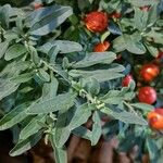 Solanum pseudocapsicum Feuille