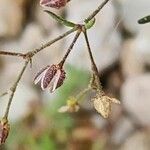 Spergularia diandra Flor
