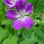 Geranium sylvaticumFlors