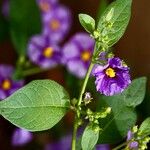 Lycianthes rantonnetii Likasa