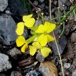 Erysimum rhaeticum Flower