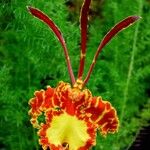 Psychopsis krameriana Flower