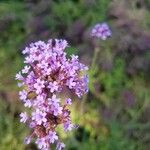 Verbena bonariensisKwiat