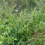 Scrophularia oblongifolia Blomma