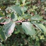 Spiraea trilobata Leaf