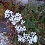 Achillea nobilis花