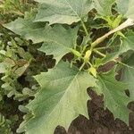 Datura stramonium Blad