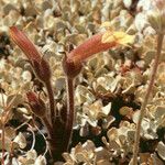 Orobanche fasciculata عادت