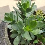 Senecio decaryi Hoja