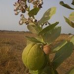 Calotropis procera फूल