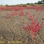 Salicornia procumbens Celota