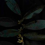 Guatteria blepharophylla Лист