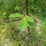 Quercus bicolor পাতা