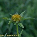 Bidens vulgata Frukt