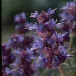 Salvia dorrii Flower