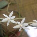 Aerangis calantha फूल