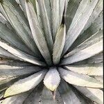 Agave macroacantha Hostoa