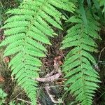 Polystichum aculeatum List