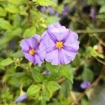 Lycianthes rantonnetii 花