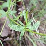 Stachys recta Feuille