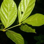 Paullinia pinnata Leaf