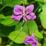 Clarkia rhomboidea Blüte