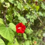 Ipomoea hederifoliaMaua