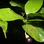 Nectandra umbrosa Fruit