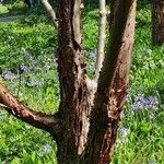 Acer triflorum Bark