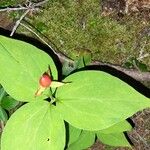 Trillium undulatum برگ