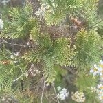 Gonospermum ferulaceum Листок