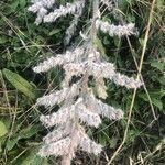 Echium italicum Leaf