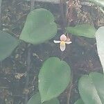 Begonia sutherlandii Flower