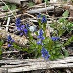 Polygala amara 花