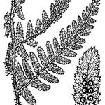 Dryopteris villarii Altres